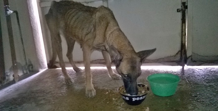 Deste entonces, ambas reciben a perros para rehabilitarlos. Foto:  Facebook / Centro de Control Canino y Felino Chilpancingo