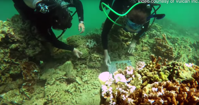 Los Científicos Aseguran Que Se Trata De Acelerar Un Proceso De Evolución Natural Foto Captura De Video Universidad De Hawai