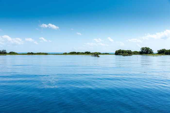 La Amazonía Es Uno De Los Bosques Más Diversos Del Planeta Foto Shutterstock