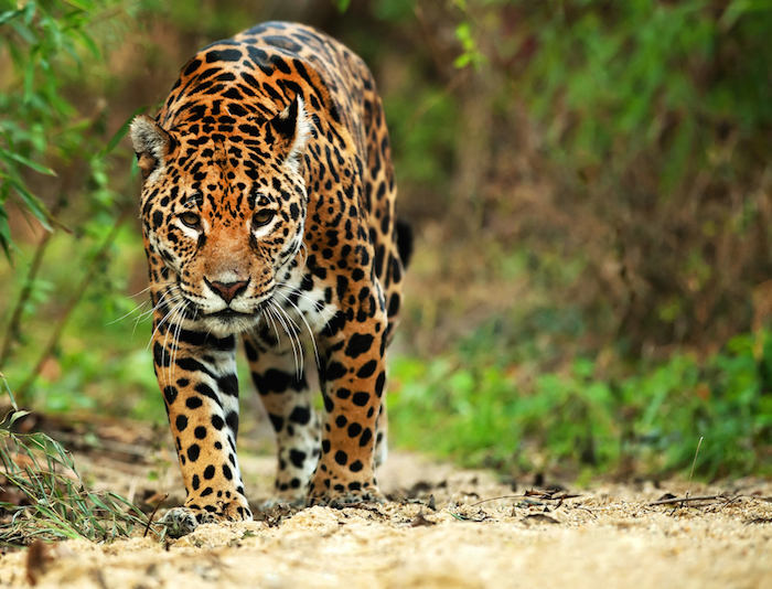 La Existencia Del Jaguar Es Fundamental Para Mantener El Equilibrio Ambiental Foto Shutterstock