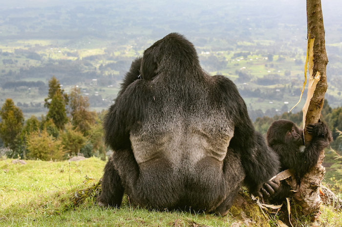 Gorilas En Ruanda En El Parque Nacional De Los Volcanes Foto the Huffington Post