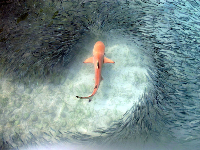 Un Banco De Peces Clupeidos Tropicales Nadando De Forma Sincronizada Para Evitar a Un Joven Tiburón Punta Negra Foto the Huffington Post