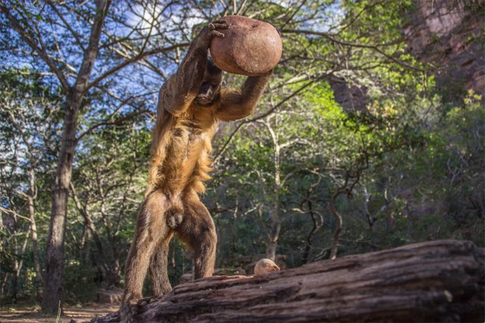 Un Mono Silbador Adulto sapajus Libidinosus Usando Una Piedra Para Abrir Una Nuez De Palma Foto the Huffington Post