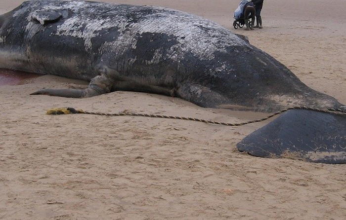 Ballena Azul Es Sepultada En Ensenada Foto redmaule