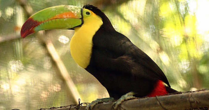 Perico Atolero aratinga Canicularis Ejemplares De Cotorra Cucha Foto Cuartoscuroarchivo