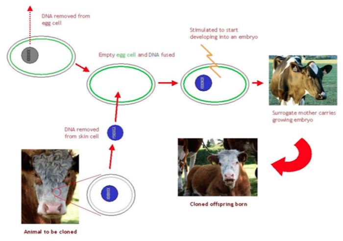 Diagrama De Clonación Foto Especial