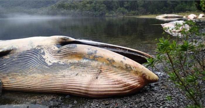 Ballenas Fueron Halladas Muertas En La Patagonia Chilena Foto Efe