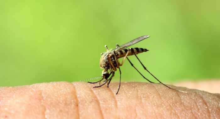 Mosquito Aedes Aegypti Foto Shutterstock