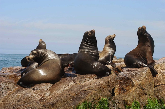 Investigadores Prevén Un Mayor Varamiento De Lobos Marinos Por La Falta De Disponibilidad De Alimento Foto Cuartoscuro