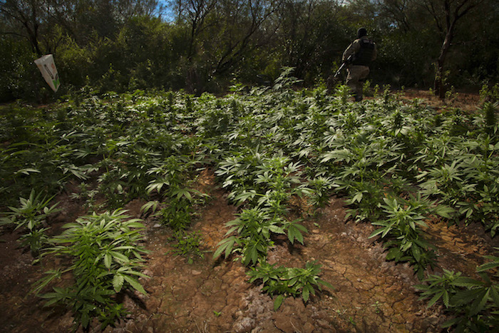 Plantío De Mariguana En Navolato Sinaloa Foto Cuartoscuroarchivo