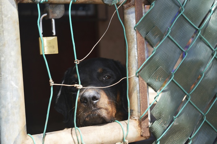 En Nl Agresores De Mascotas Pagarán Con Cárcel Y Deberán Someterse a Tratamiento Psicológico Foto Cuartoscuro