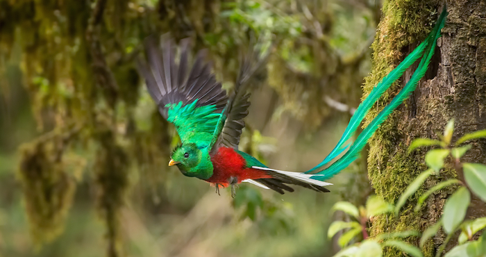 El Quetzal Animal En Peligro De Extinción Foto Archivo