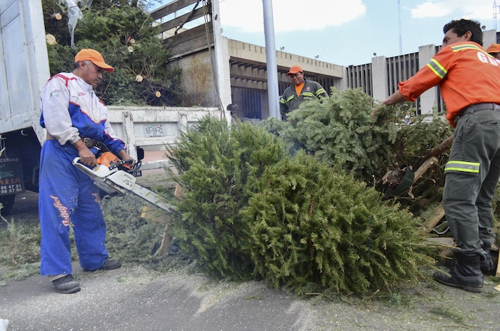 Reciclaje de árboles de la Navidad pasada. Foto: Cuartoscuro.