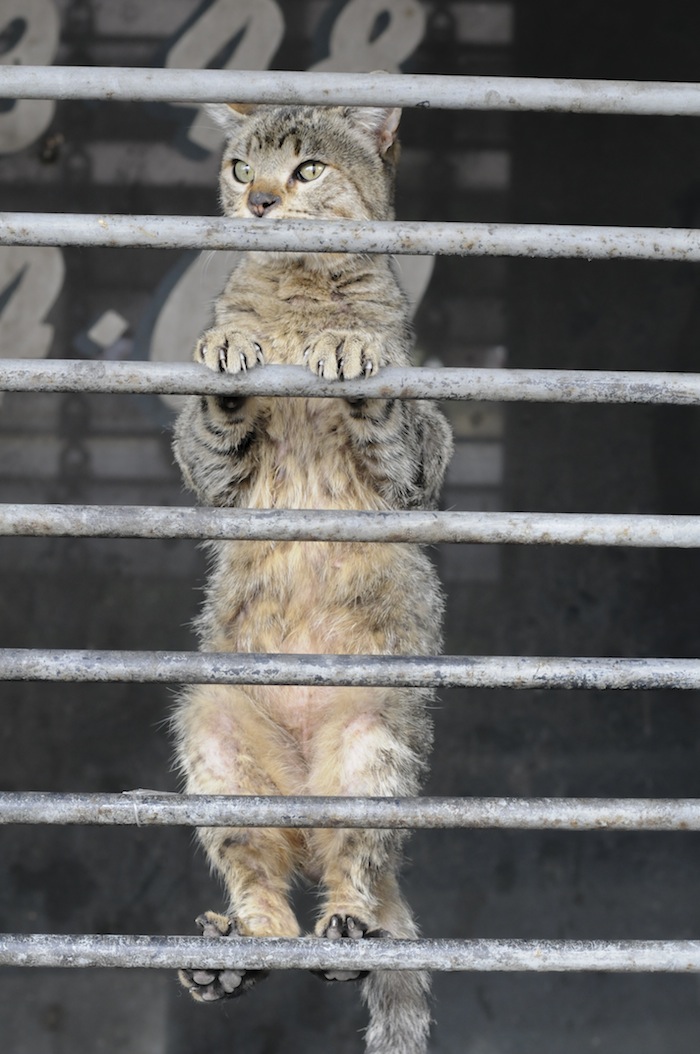 Seis Años De Cárcel Para Quien Mate Animales En Foto Cuartoscuro