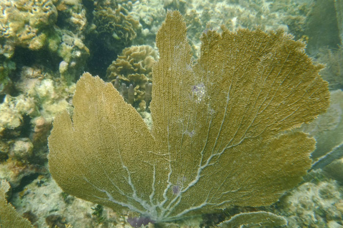 La zona en donde se construirá la nueva cadena de hoteles alberga más de 230 especies de algas y pastos marinos; entre las especies más destacadas se encuentran los manatíes y las tortugas. La zona está repleta de selva, manglares y especies propias de la vegetación costera; además tiene fama por poseer una escultura del Museo Subacuático de Arte (MUSA). Foto: Cuartoscuro