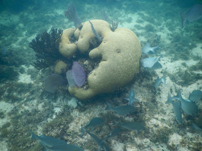 Punta Nizuc, como parte de Cancún, posee la segunda barrera de coral más grande del mundo y ha permitido establecer allí diferentes parques preservadores del recurso natural, que ahora están en peligro. Las aguas son poco profundas, cálidas y cristalinas; además en ellas abundan una gran variedad de especies marinas los cuales hacen de este lugar un sitio espectacular. El Arrecife Mesoamericano tiene para ofrecer gran variedad de especies marinas y un avistamiento inigualable. Foto: Cuartoscuro 