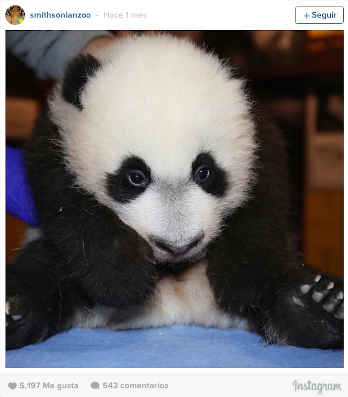 El Pequeño Panda Durmiendo Foto the Huffington Post