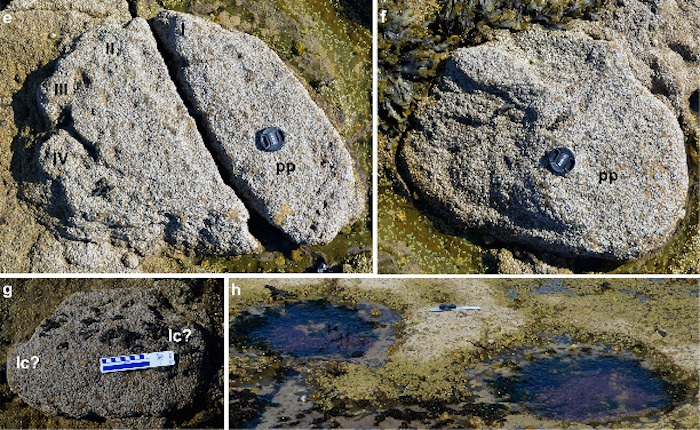 Hallan Huellas De Dinosaurio En Escocia Foto Scottish Journal of Geology