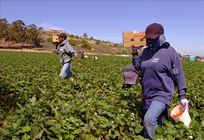 Cerca De Trabajadores Que Han Viajado Durante Años Los Eu Con Visas De Trabajo Temporales Integran La Coalición Foto Efe