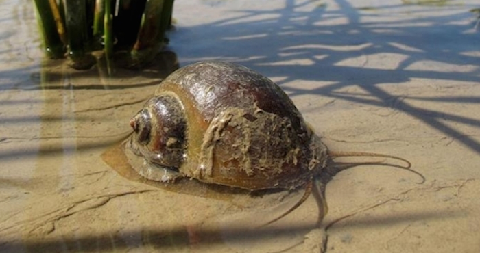 Especie De Caracol Marino Foto Efe