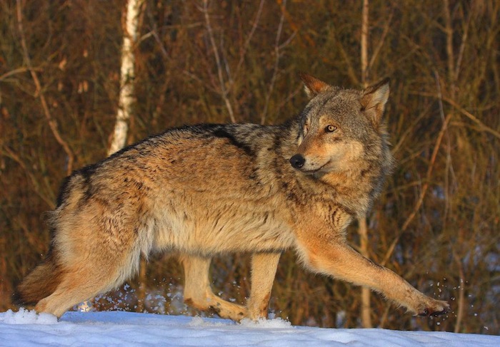 La población de lobos ha incrementado. Foto: Valeriy Yurko. Especial, Vice.