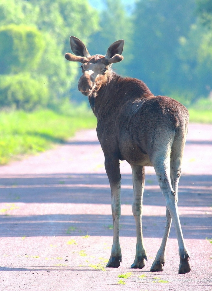 Los números de alces, corzos, ciervos rojos y jabalíes en la zona de exclusión son similares a los de cuatro reservas naturales no contaminadas de la región. Foto: Valeriy Yurko. Especial, Vice.