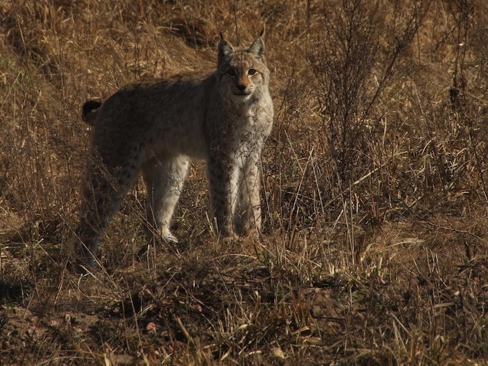 as poblaciones europeas de corzos, ciervos rojos, jabalíes, lobos, linces, y muchos otros se han incrementado de forma considerable durante los últimos 30 años. Foto: Valeriy Lukashevitch. Especial, Vice.