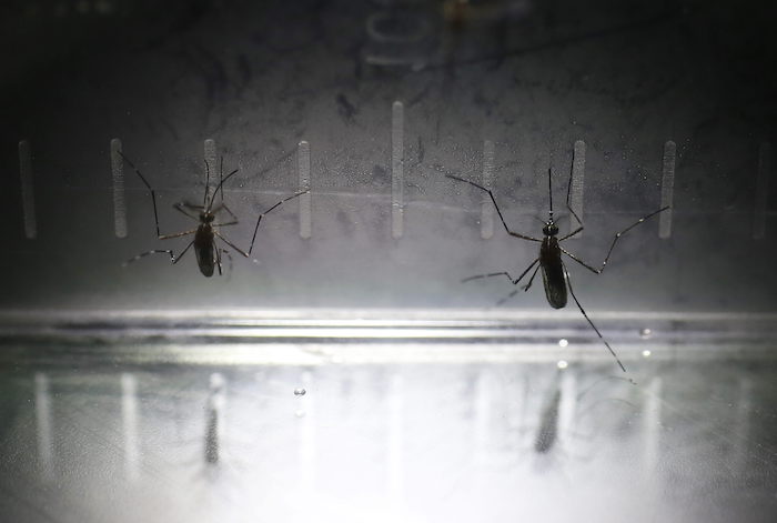 Cerca Del Por Ciento De La Población Mundial Está En Riesgo De Contraer Dengue Foto Efe