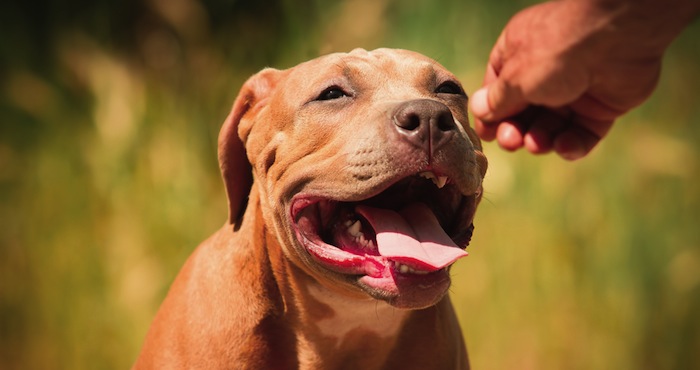 La Agresividad De Un Perro No Depende Tanto De Su Raza Sino De Su Educaciónfoto Shutterstock