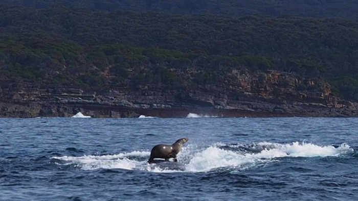 La Pareja Fue Captada Por El Fotógrafo Robyn Malcolm Quien Se Percató De Esta Escena Al Revisar La Galería De Su Cámara Foto Cortesía the Sydney Morning Herald