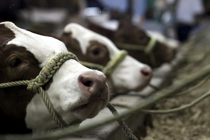 Para Producir Un Kilo De Carne De Res Se Necesitan Mil Litros De Agua Foto Cuartoscuro