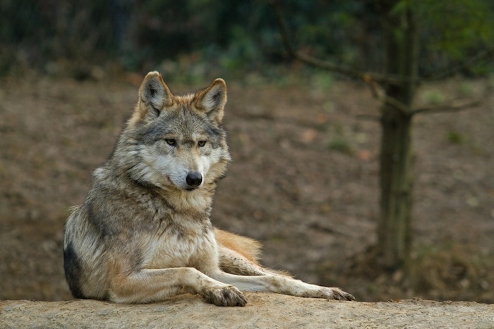 El lobo mexicano, un caso especial. Foto: Shutterstock.