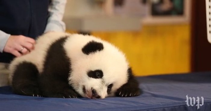 El Pequeño Panda Durmiendo Foto the Huffington Post