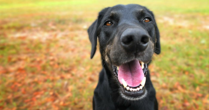 Trigueros del Valle se convierte en el primer municipio en declarar, el 20 de julio de 2015, en un pleno y por unanimidad, vecinos no humanos a gatos y perros. Foto: Shutterstock.