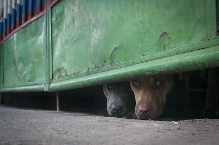 En Oaxaca Se Castiga El Maltrato Animal Hasta Con Cuatro Años De Cárcel Foto Cuartoscuro