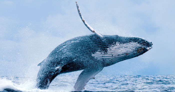 En Abril De El Tribunal De La Onu Les Pidió Terminar Con La Caza De Estos Animales Foto Shutterstock