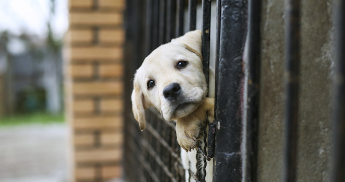 Las Mascotas Pueden Sentir Miedo Con Los Fuegos Artificiales Foto Shutterstock