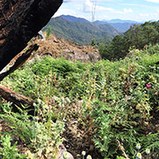 Campo de amapolas en la Sierra de Guerrero, primer lugar productor de heroína en América y una de las regiones más pobres del continente