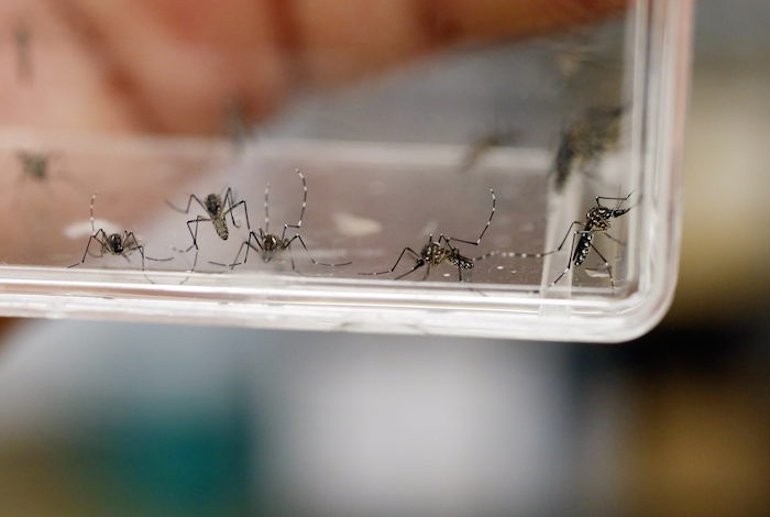 Imagen De Varios Mosquitos Aedes Aegypti En El Laboratorio Del Departamento De Puerto Rico Foto Efe