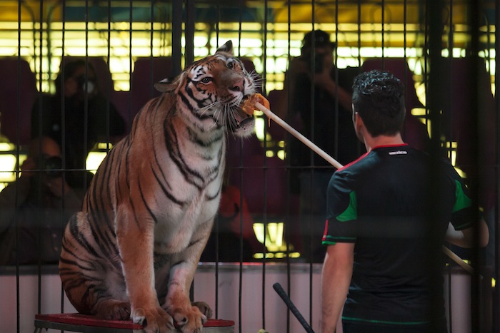 En julio de 2015, con las modificaciones a la ley General de Vida Silvestre quedó prohibido el uso de animales silvestres y domésticos en los circos. Foto: Cuartoscuro.