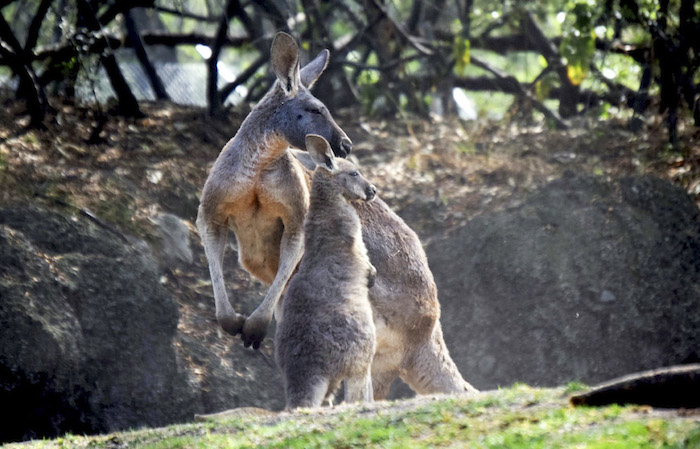 ¿Sahani, Arinya o Dainan? ¿Qué nombre elegirías para el canguro rojo? Foto: Cuartoscuro