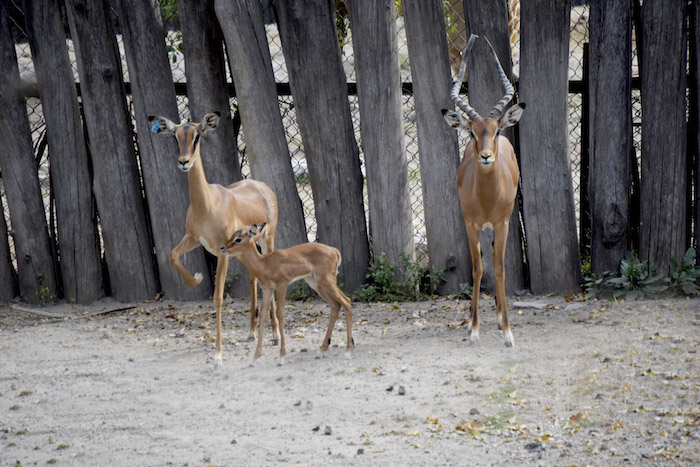 Makena, Thabo y Amali son los posibles nombres para el antílope impala. Foto: Cuartoscuro