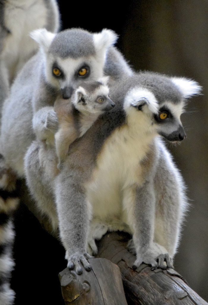 Los nombres para el pequeño lémur a escoger son: Hadiya, Aaquil y Aischa. Foto: Cuartoscuro