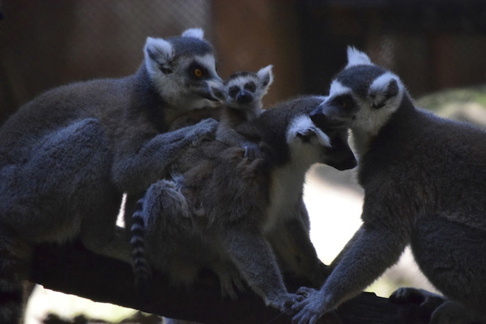 El pequeño lémur de cola anillada y su familia. Foto: Cuartoscuro