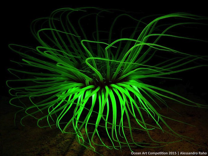 El Cerianthus Fluorescente Noli Savona italia Foto Especial