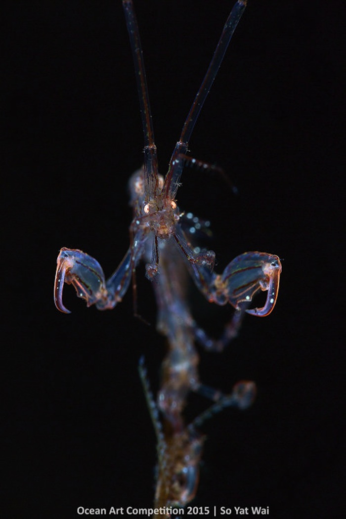 Gamba Esqueleto Tulamben Bali indonesia Foto Especial