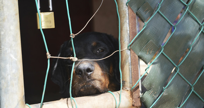 El FBI dará seguimiento a casos de maltrato animal. Foto: Cuartoscuro/Archivo