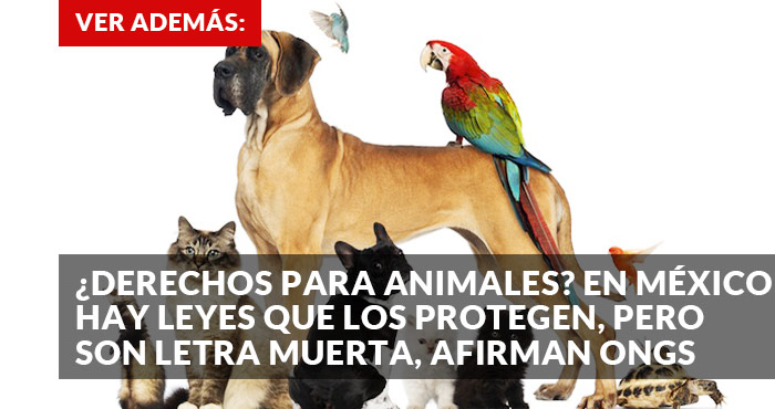 Promo leyes animales