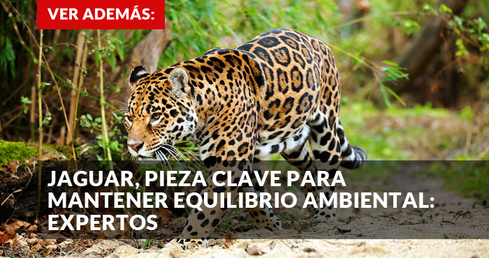 Promo Jaguar