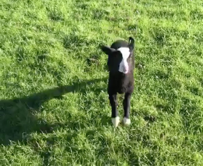 La Pequeña Dorrit La Oveja Que No Parece Creerse Oveja Foto Vine